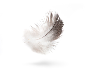 art dove white feathers isolated on white background
