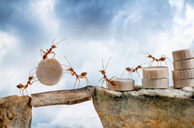 Ants carrying wood crossing cliff, teamwork concept