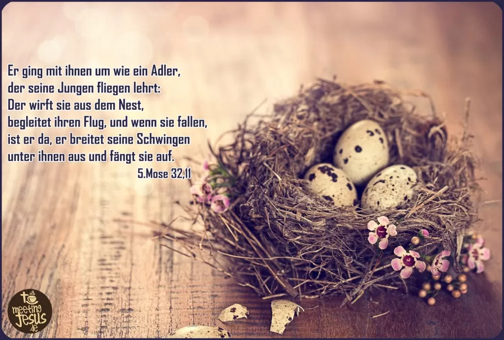 Ich möchte dich dazu ermutigen, dass du aus deinem Nest springst und dir von Gott zeigen lässt, was in Dir steckt! Denn du hast so tolle Eigenschaften in Dir, mit denen Gott etwas in dieser Welt bewegen will. Fang an zu fliegen!